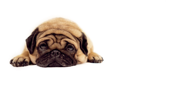 A beautiful sad pug lies on isolated white background, copyspace