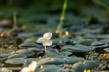 Water lily in pond
