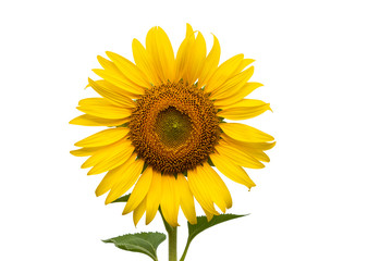 Fototapeta premium beautiful sunflower isolated on white