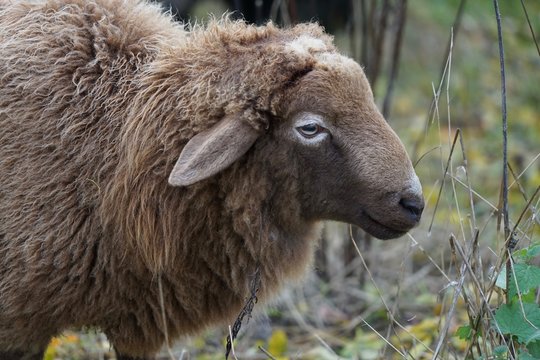 Teilansicht eines braunen Schafs auf der Weide