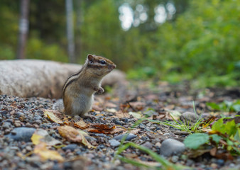 cute young Chipmunk sitting in the grass in the forest