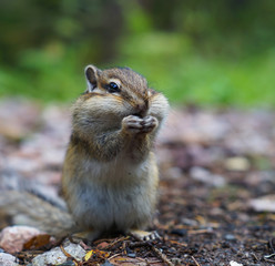 cute young Chipmunk sitting in the grass in the forest