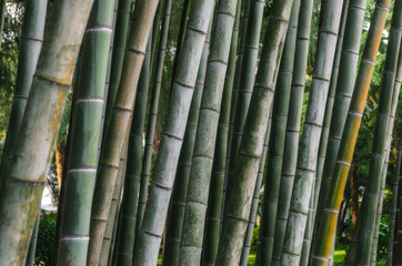 Fototapeta premium pattern background green bamboo forest in a park in Georgia