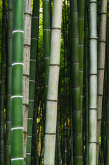 Obraz premium pattern background green bamboo forest in a park in Georgia