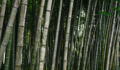 pattern background green bamboo forest in a park in Georgia