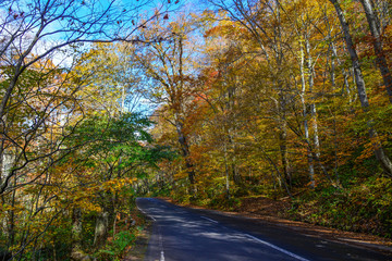 Autumn scenery of Oirase Gorge, Japan