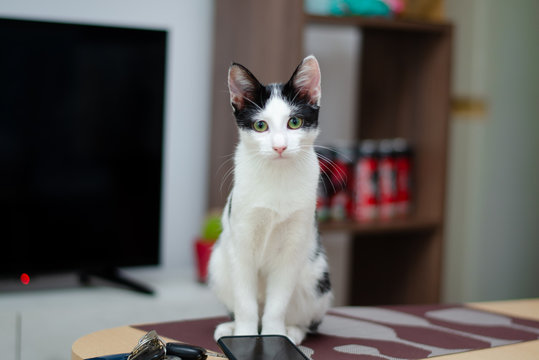 Kitten on the table
