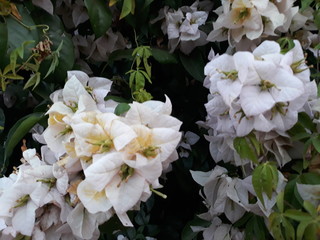 white flowers in garden