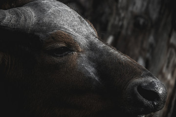 Fototapeta premium Bulle, Kuh, Wildness, Hörner, Zoo, Deutschland