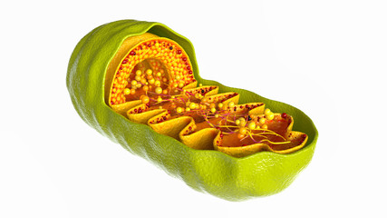Mitochondria cell on white background - 3D Rendering - obrazy, fototapety, plakaty