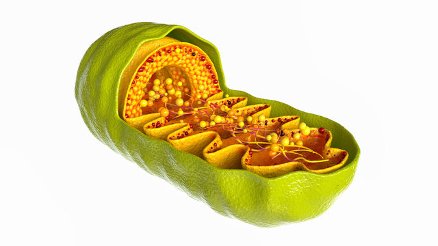 Mitochondria Cell On White Background - 3D Rendering