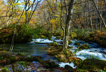 Oirase Stream in sunny day, beautiful fall foliage