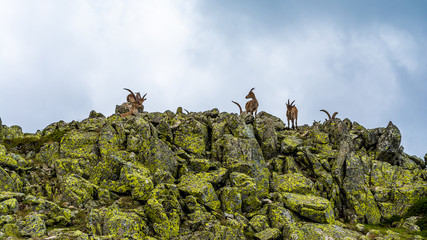 Spanish wild goats at La Pediza, Mountains of Madrid, Spain