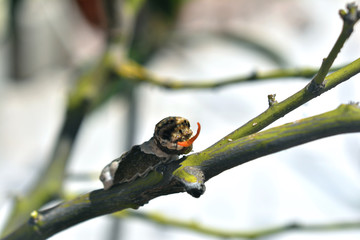 oruga mariposa del limonero 06