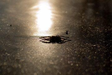 spooky spider on frozen lake