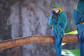 Bird in ThailandBird in Thailand