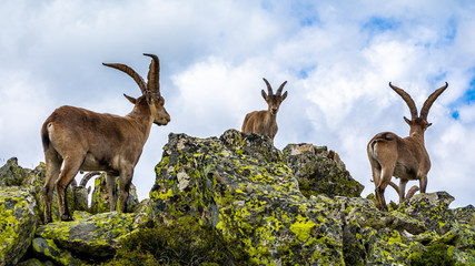 Spanish wild goats at La Pediza, Mountains of Madrid, Spain