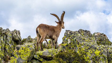 Naklejka na ściany i meble Spanish wild goats at La Pediza, Mountains of Madrid, Spain