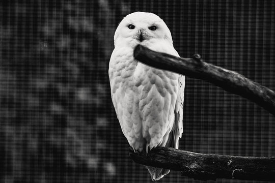 bird, nachplappern, tier, wei&szlig;, schnabel, natur, feather, wild lebende tiere, grau, bird, kakadu, feather, ara, portrait, pelican, wild, tropisch, exotisch, tierpark, haustier, fl&uuml;gel , schneeeule