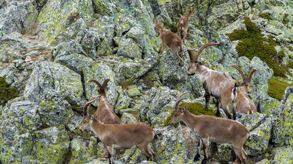 Spanish wild goats at La Pediza, Mountains of Madrid, Spain