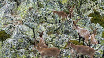 Spanish wild goats at La Pediza, Mountains of Madrid, Spain