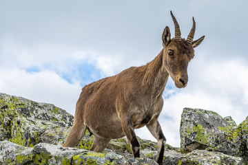 Spanish wild goats at La Pediza, Mountains of Madrid, Spain