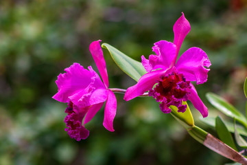 Orquídeas IMG_0415
