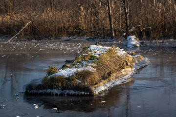 timber frozen in winter lake