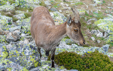 Spanish wild goats at La Pediza, Mountains of Madrid, Spain