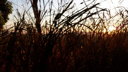 sunset in forest grass nature