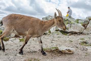 Spanish wild goats at La Pediza, Mountains of Madrid, Spain