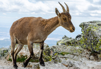 Spanish wild goats at La Pediza, Mountains of Madrid, Spain