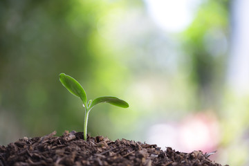 small growing green plant with dark brown soil