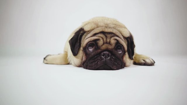 A beautiful sad pug lies on isolated gray background.