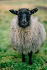 Portrait of a gray Icelandic sheep with thick wool and a black head