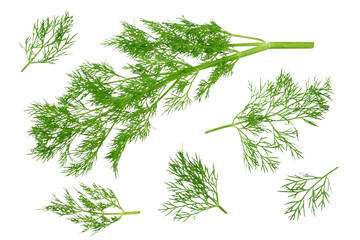 fresh green dill isolated on white background. top view