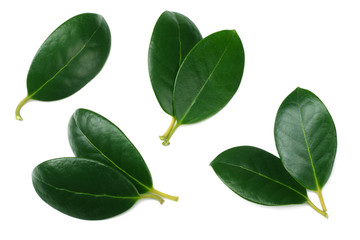 citrus leaves isolated on white background. top view