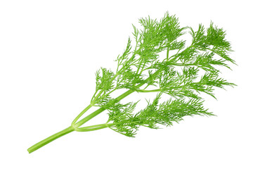 fresh green dill isolated on white background. top view