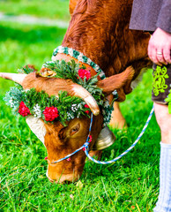 decorated cow for a festive alp returning