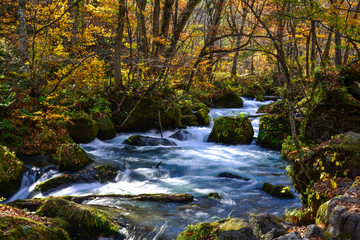 Obraz na płótnie Canvas Oirase Stream in sunny day, beautiful fall foliage
