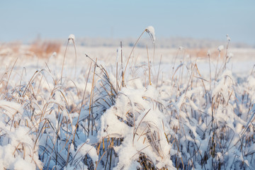 closeup grass in a snow, winter prairie background