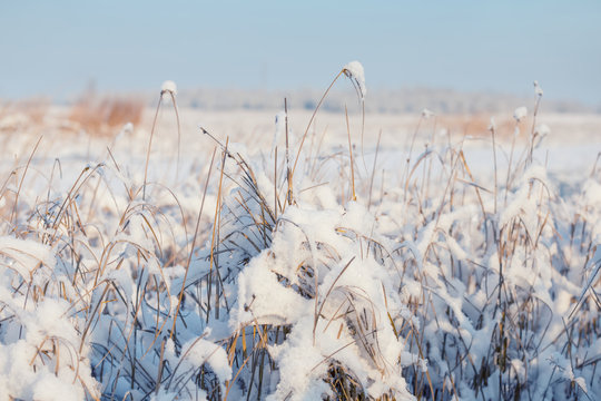 closeup grass in a snow, winter prairie background