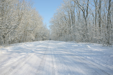 snowbound asphalt road among a tree in a snow