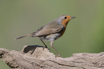 Rotkehlchen (Erithacus rubecula) European Robin