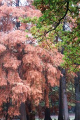 automne à Rambouillet