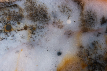Southwest Moss Agate Macro Photo.
