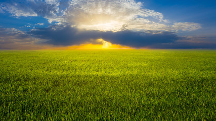 beautiful green rural field landscape at the sunset