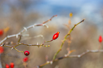 Autumnal garden with rose hips