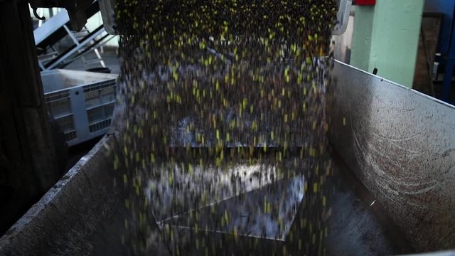 Harvested olives loaded to press hopper in olive oil mill in Puglia, Italy, Olives hopper. Olive oil extraction plant. Oil press mill. Olive oil production process in Puglia, Salento, Italy