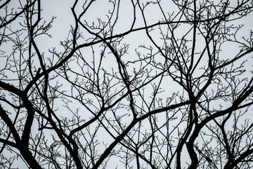 Tree branches silhouette on an autumn sky background